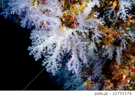 Alcyonarian Soft Coral wall underwater landscape Alcyonarian Soft Coral wall underwater landscape 22755578