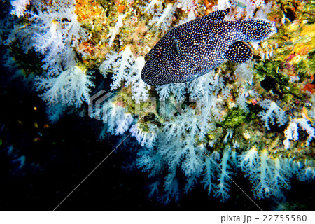 Puffer fish black white spotted close up Puffer fish black white spotted close up 22755580
