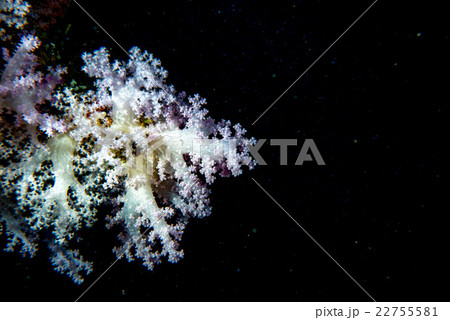 Alcyonarian Soft Coral wall underwater landscape Alcyonarian Soft Coral wall underwater landscape 22755581