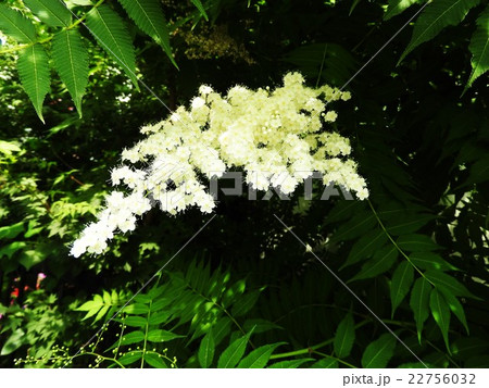 この清潔感溢れる美しい花はナナカマドの花。秋には真っ赤な実をつける。 22756032