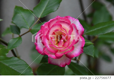 バラの花 22756077