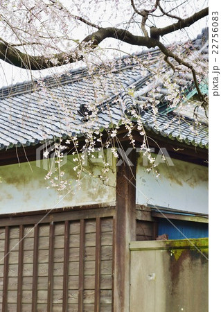 東京名所案内皇居案内・皇居乾通り脇の門長屋の端に咲きかかる枝垂れ桜・縦位置 東京名所案内皇居案内・皇居乾通り脇の門長屋の端に咲きかかる枝垂れ桜・縦位置 22756083