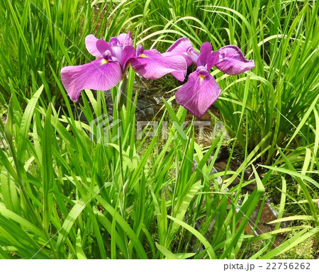 花言葉は あなたを信じています 恋人へのプレゼントにピッタリの花である の写真素材