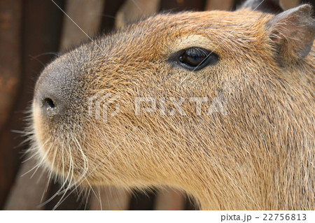 カピパラ 22756813