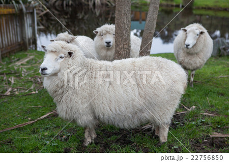 new zealand merino sheep in rural livestock farm 22756850