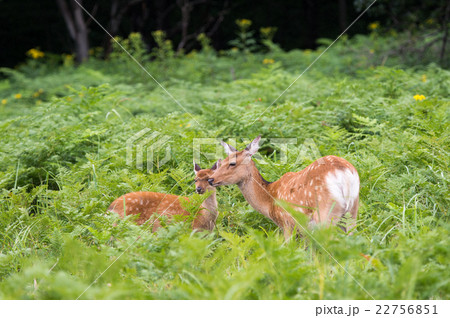 鹿の親子 22756851