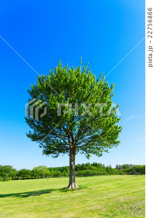 みさと公園の草原の大きなトウカエデの木の若葉と新緑の写真素材