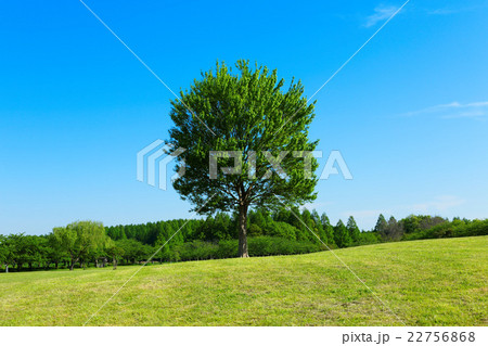 みさと公園の草原の大きなトウカエデの木の若葉と新緑 みさと公園の草原の大きなトウカエデの木の若葉と新緑 22756868