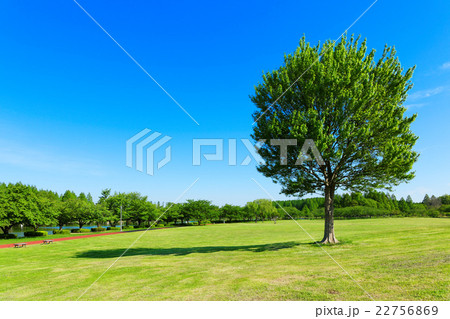 みさと公園の草原の大きなトウカエデの木の若葉と新緑の写真素材