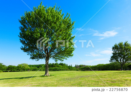 みさと公園の草原の大きなトウカエデの木の若葉と新緑 22756870