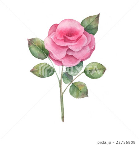 Rose 1. Watercolor illustration 22756909