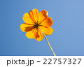 キバナコスモス 22757327