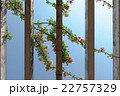バラと青空 22757329