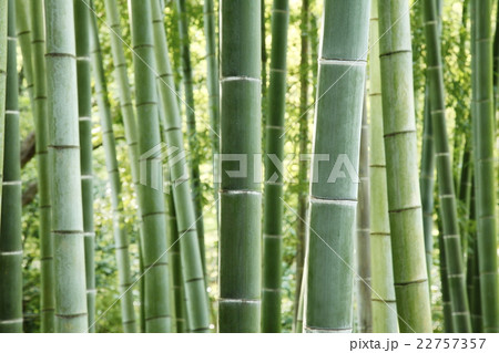 清涼感漂う竹林 和風イメージ 清涼感漂う竹林 和風イメージ 22757357
