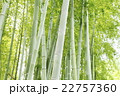 清涼感漂う竹林　和風イメージ 22757360