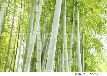 清涼感漂う竹林　和風イメージ 22757360