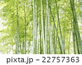 清涼感漂う竹林　和風イメージ 22757363