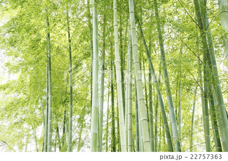 清涼感漂う竹林　和風イメージ 22757363