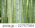 清涼感漂う竹林　和風イメージ 22757364