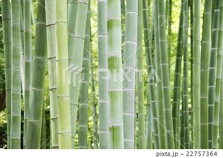 清涼感漂う竹林　和風イメージ 22757364