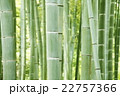 清涼感漂う竹林　和風イメージ 22757366