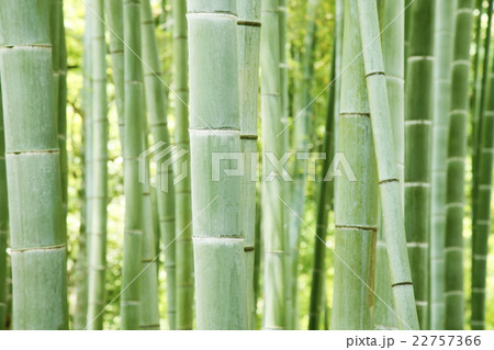 清涼感漂う竹林 和風イメージ 清涼感漂う竹林 和風イメージ 22757366