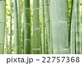 清涼感漂う竹林　和風イメージ 22757368