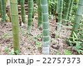 清涼感漂う竹林　和風イメージ 22757373