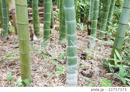 清涼感漂う竹林　和風イメージ 22757373