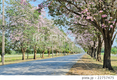 Beautiful road along with flower tree 22757475