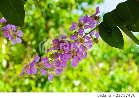 Pink lagerstroemia speciosa blossom 22757476