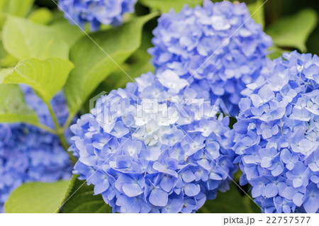 紫陽花アップ写真 紫陽花アップ写真 22757577