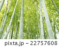 清涼感漂う竹林　和風イメージ 22757608