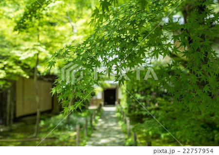 蓮華寺の新緑 22757954