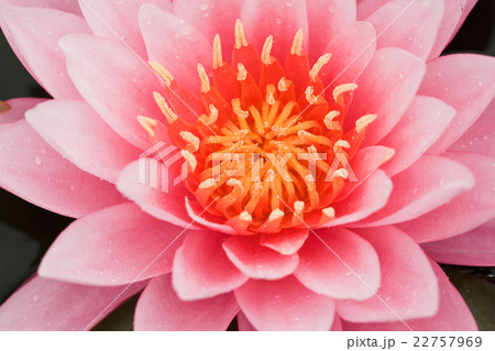 Pink Water Lily Pink Water Lily 22757969