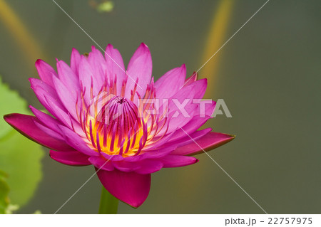 Pink Water Lily 22757975
