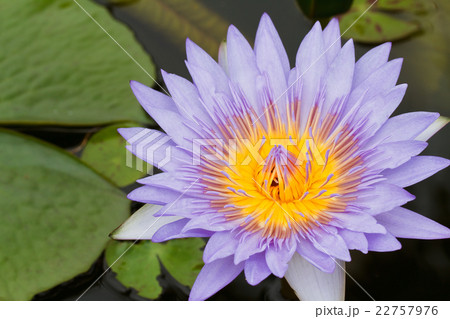 Purple lotus. 22757976