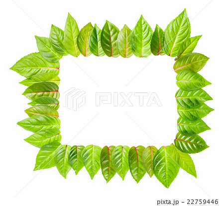 fresh green leaves frame is isolated on white fresh green leaves frame is isolated on white 22759446