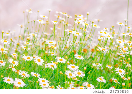 field of green grass and camomiles as background 22759816