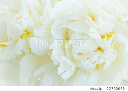 White peony flowers 22760076