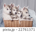 Cute little puppy sit on white background 22761371