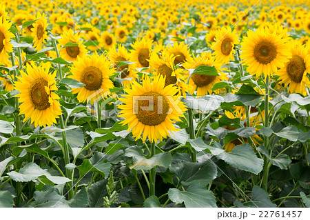 field of blooming sunflowers 22761457