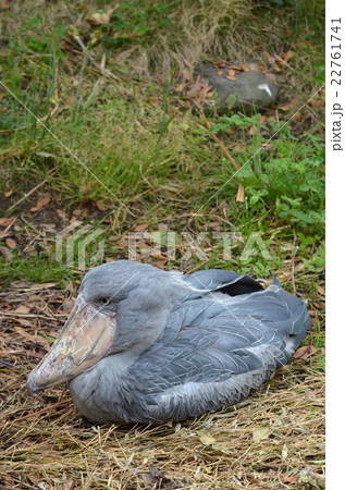 ハシビロコウ ハシビロコウ 22761741