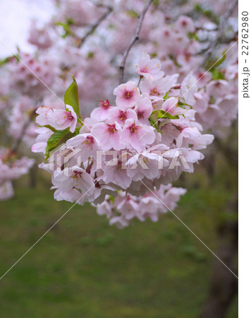 有珠善光寺自然公園の桜の写真素材