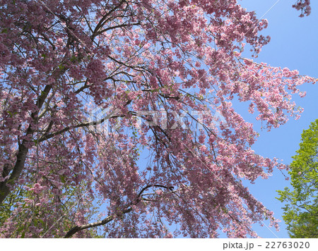 有珠善光寺自然公園の桜の写真素材