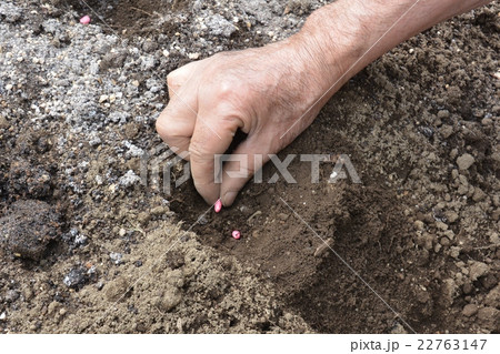 ガーデニング インゲン豆の種まきの写真素材