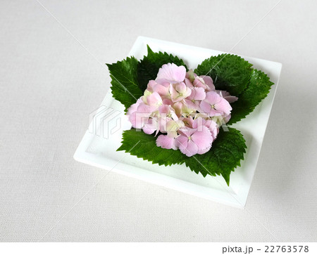 あじさい あじさい 22763578