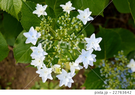 ガクアジサイ（ダンスパーテイ） 22763642