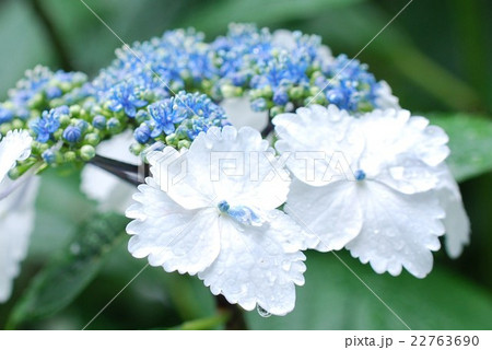 雨上がりの紫陽花 なでしこがくあじさいの写真素材