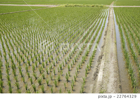 田んぼ　　 22764329